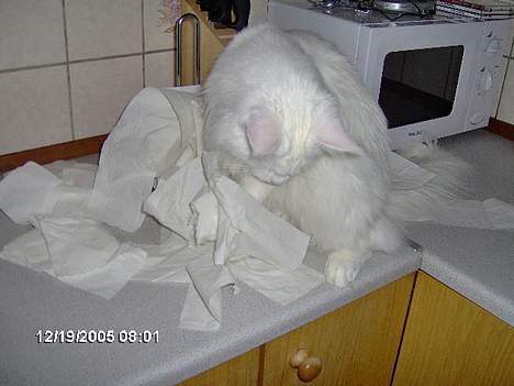 Maine Coon Fernando billede 11