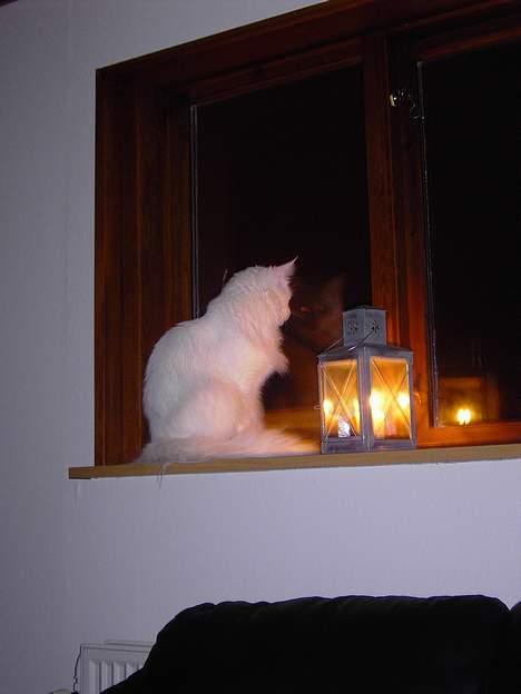 Maine Coon Fernando billede 12