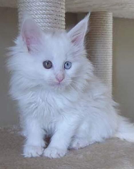 Maine Coon Fernando billede 13