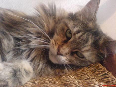 Maine Coon Felicia billede 1