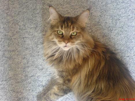Maine Coon Felicia billede 2