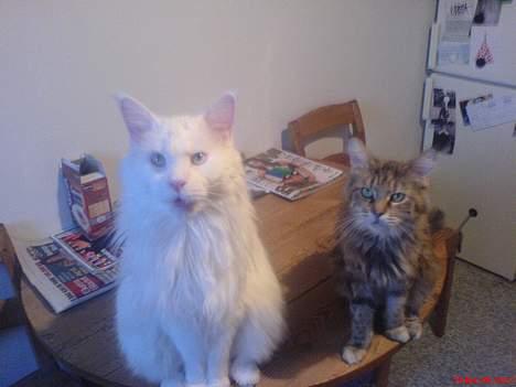 Maine Coon Felicia billede 3