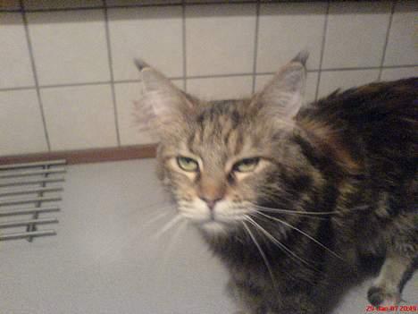 Maine Coon Felicia billede 4