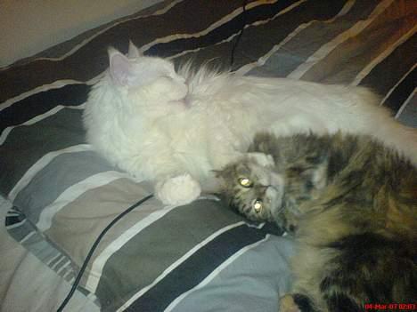 Maine Coon Felicia billede 5