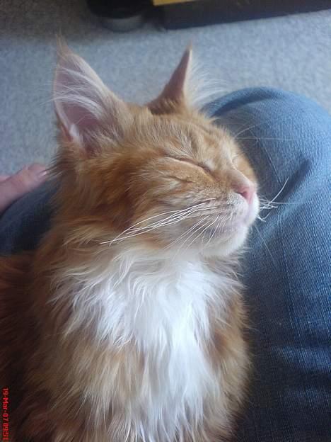 Maine Coon Fiona billede 1