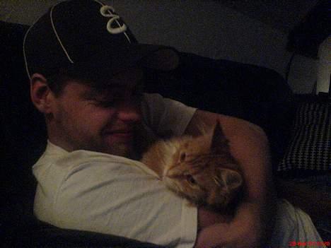 Maine Coon Fiona billede 2