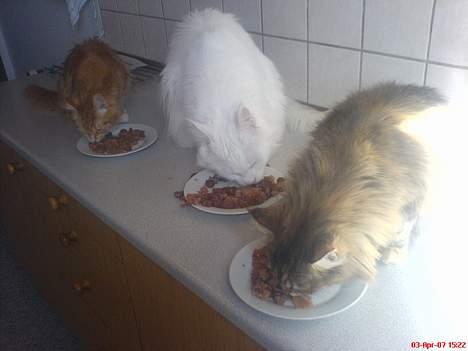 Maine Coon Fiona billede 3