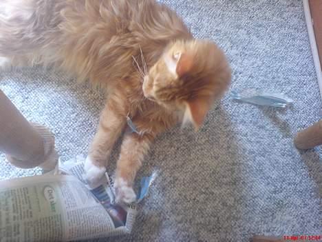 Maine Coon Fiona billede 4