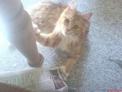 Maine Coon Fiona billede 5