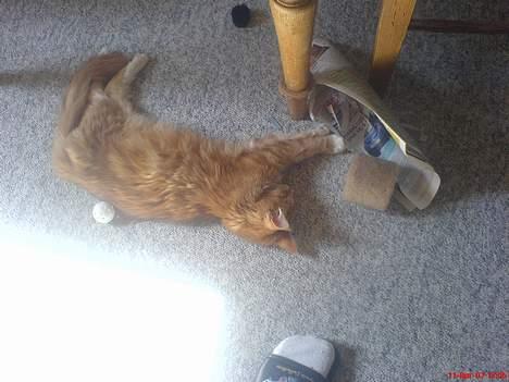 Maine Coon Fiona billede 6