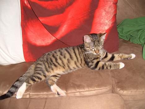 Huskat Tarzan - Her har vi lige fået Tarzan... billede 1