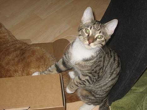 Huskat Tarzan - Tarzan følger interesseret i med hvad Garfeld laver med kassen....men han vil vist hellere fotograferes! billede 2