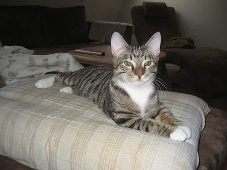 Huskat Tarzan - Vores lille tiger "In spe" billede 3