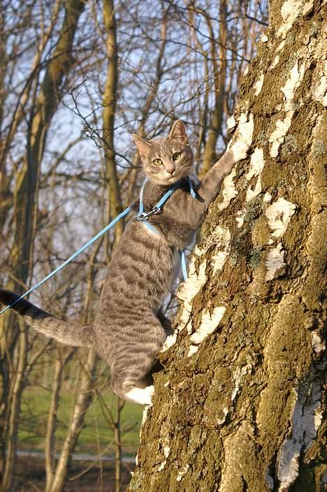 Blanding af racer Mette billede 1