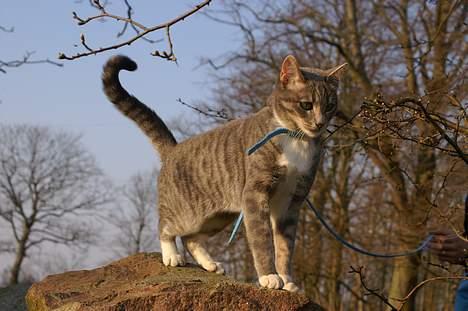 Blanding af racer Mette billede 2