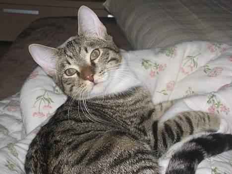 Huskat Tarzan - "Eejj du vækkede mig!!" billede 4