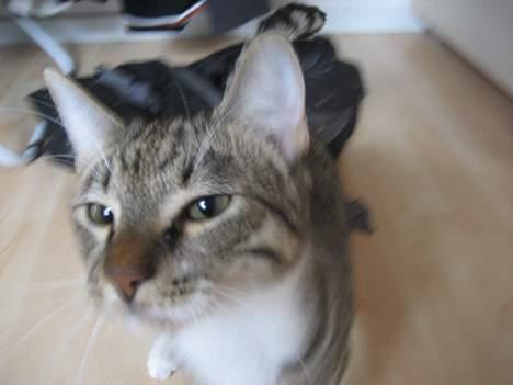 Huskat Tarzan - "Tager du et billede nu...???" billede 5