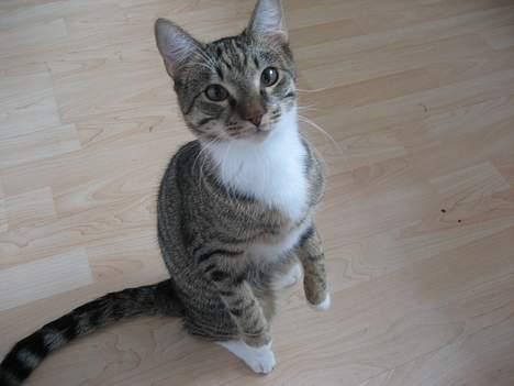 Huskat Tarzan - "Hvis jeg ser sød ud, så kan det være at hun giver mig mad!" billede 6