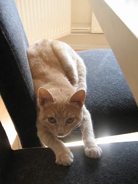 Blanding af racer Futte - "Ahhhh her ligger man godt"! billede 1