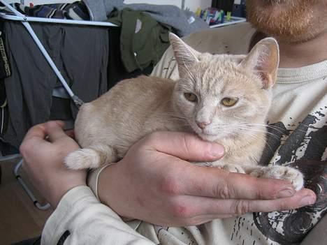 Blanding af racer Futte - Hygge med farmand!! billede 2