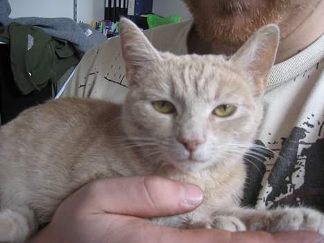 Blanding af racer Futte - "Nu sover jeg næsten....ZZzzz" billede 3