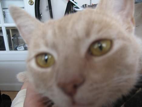 Blanding af racer Futte - "Er jeg tæt nok på nu mor??" billede 4