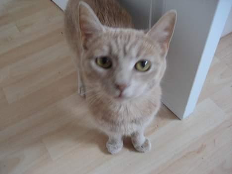 Blanding af racer Futte - "Hej" billede 5