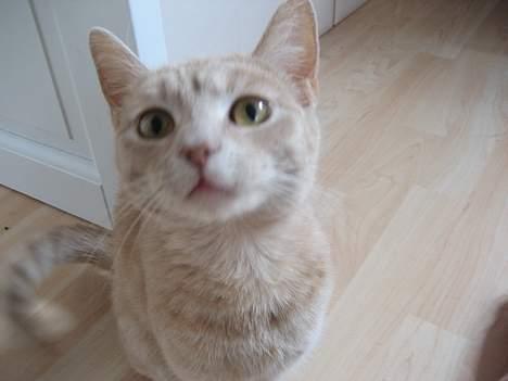 Blanding af racer Futte - "Se så SØD jeg er!!" billede 6