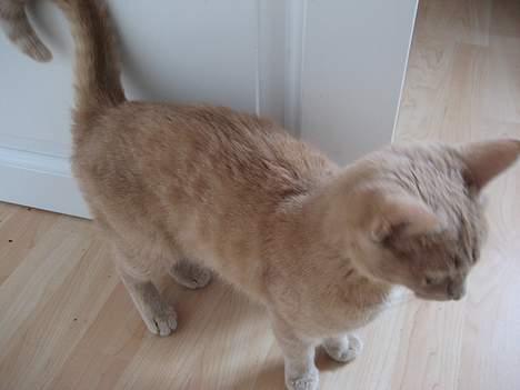 Blanding af racer Futte - I profil.... billede 7