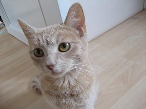 Blanding af racer Futte - "Er du snart færdig med at tage billeder af mig??" billede 8