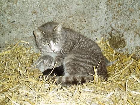 Blanding af racer Stribe billede 9