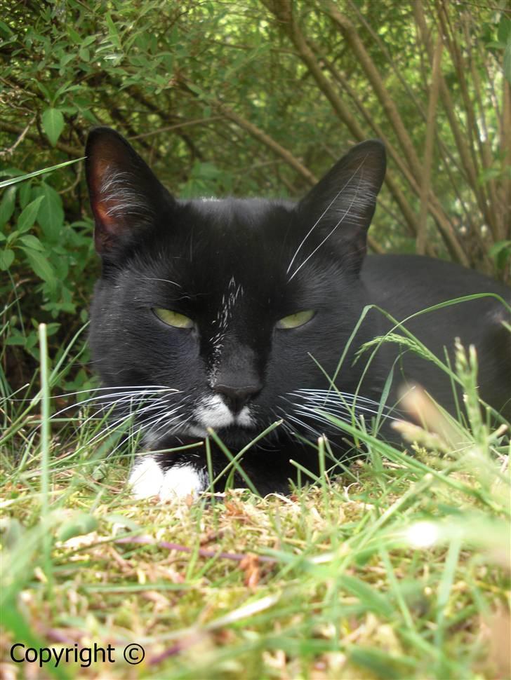 Huskat Lyn - Lyn. billede 1