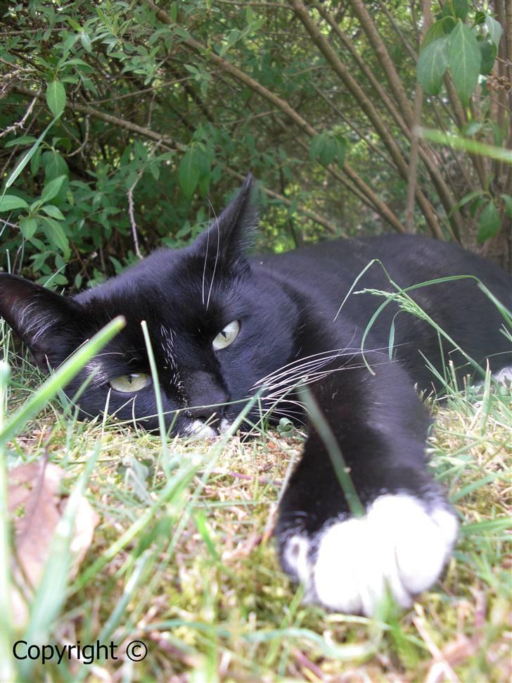 Huskat Lyn billede 2