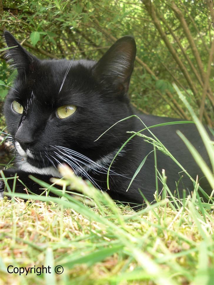 Huskat Lyn billede 3