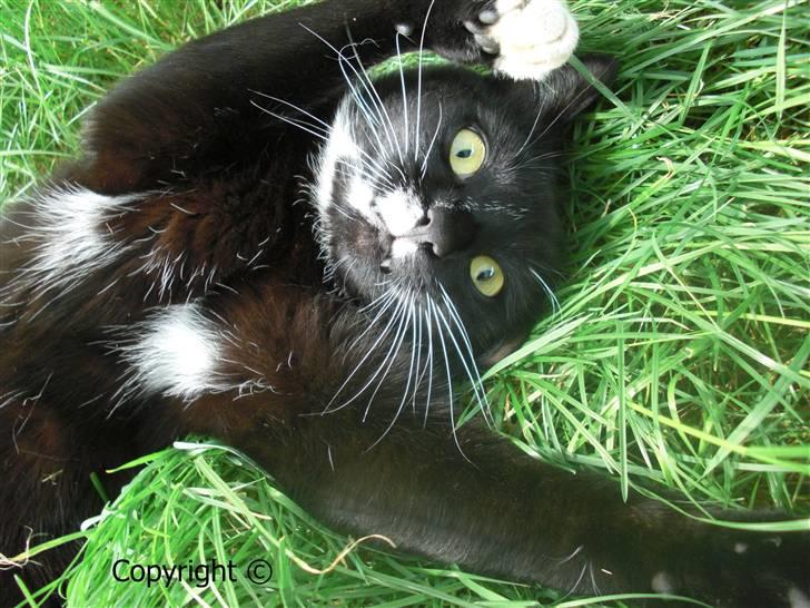 Huskat Lyn - skøre. billede 4