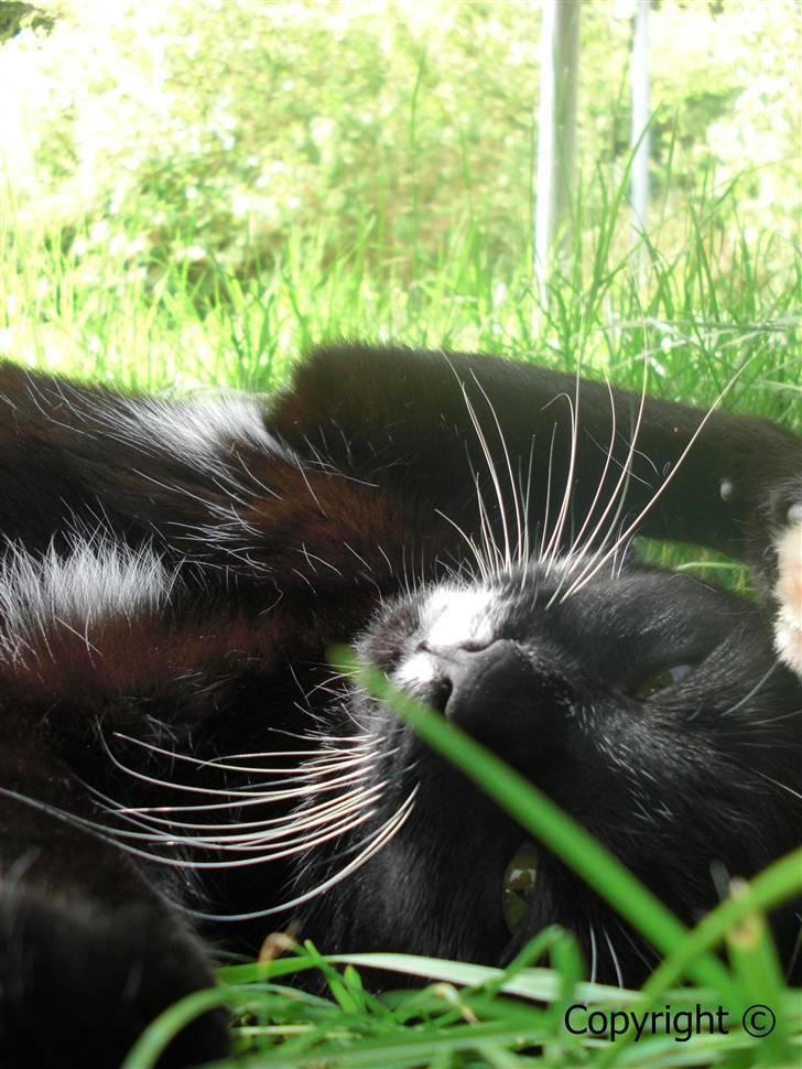 Huskat Lyn billede 5