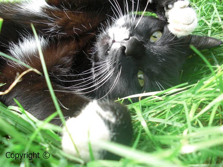 Huskat Lyn billede 6