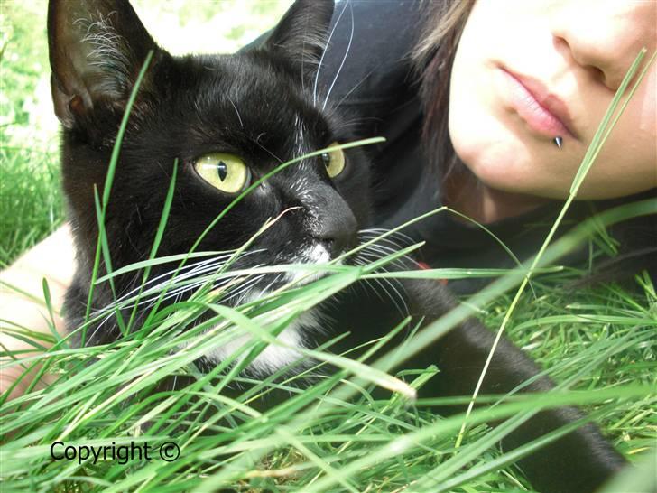 Huskat Lyn billede 8