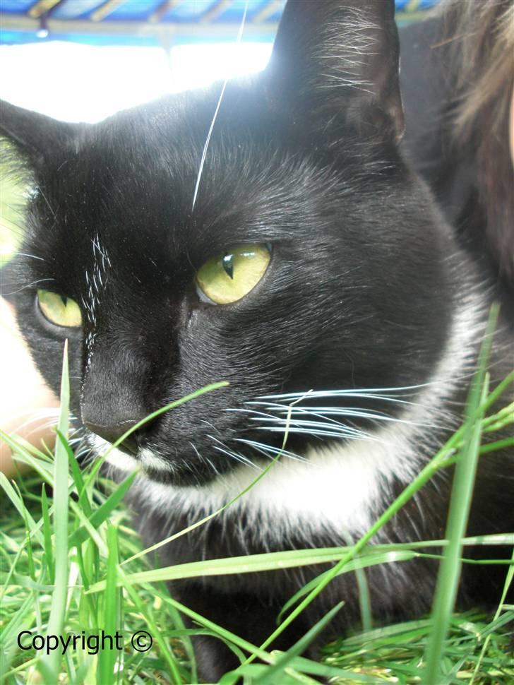 Huskat Lyn billede 9