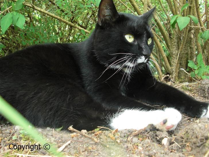 Huskat Lyn billede 10