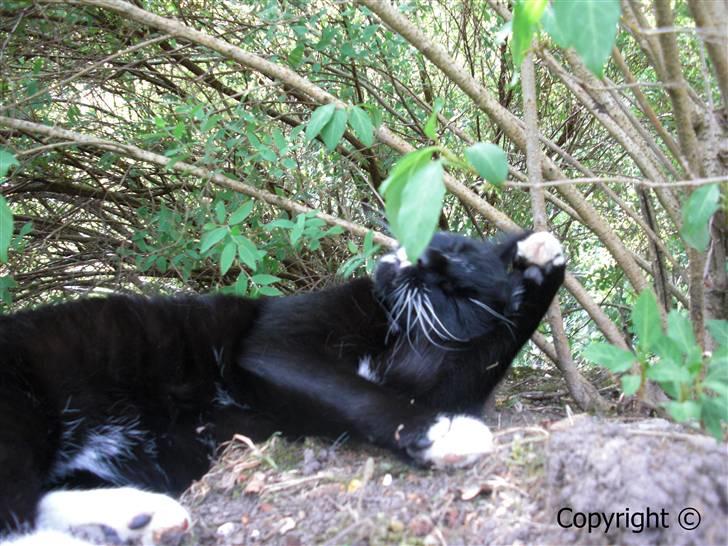 Huskat Lyn billede 11