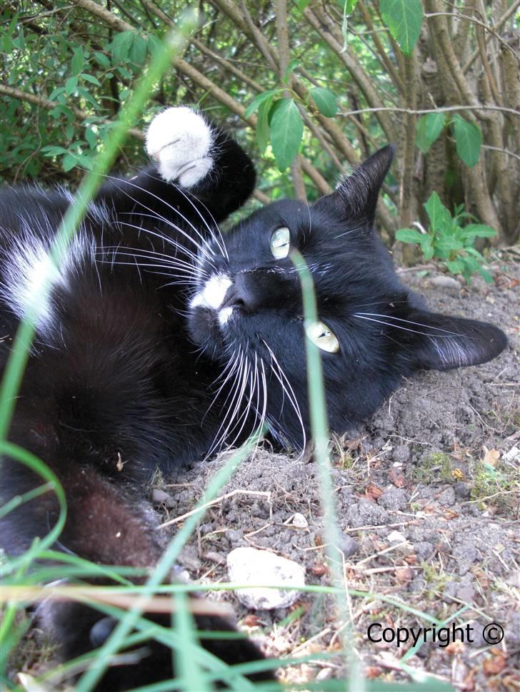 Huskat Lyn billede 12