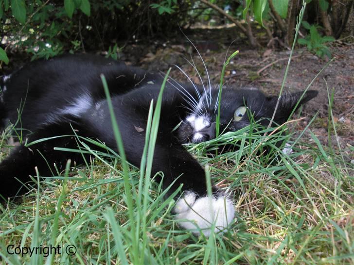 Huskat Lyn billede 13