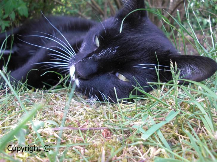 Huskat Lyn billede 14