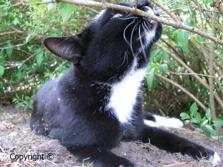 Huskat Lyn - skøre lyn. billede 15