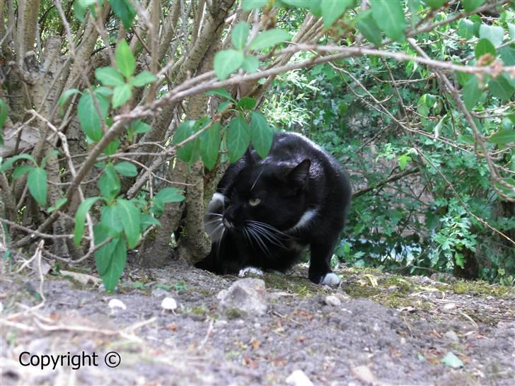 Huskat Lyn billede 16