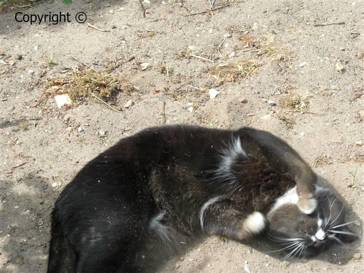 Huskat Lyn - rulle rulle. billede 17