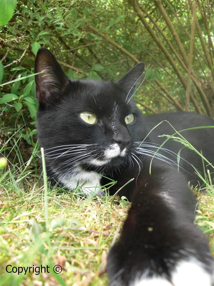 Huskat Lyn billede 18