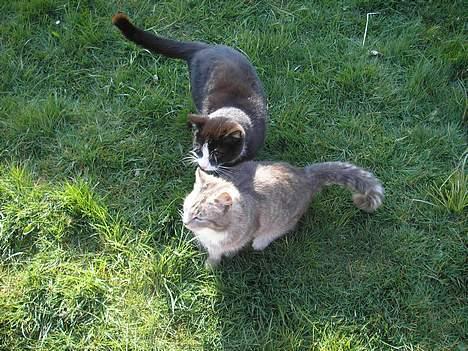 Blanding af racer Cleopatra *R.I.P* billede 7