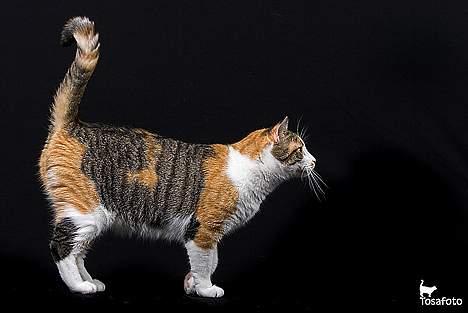 Huskat Laura billede 19